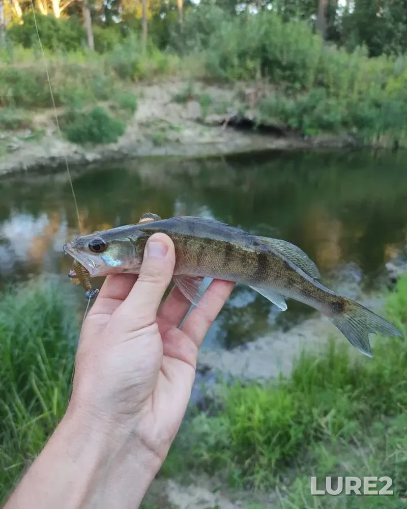 Perch, Roach — Sivelga, Jan 27, 2024