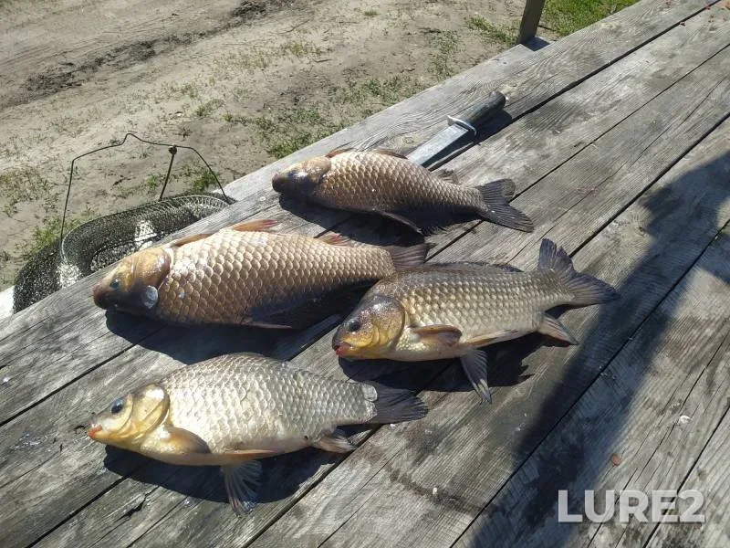 Crucian carp — Chervonoye, Apr 13, 2024