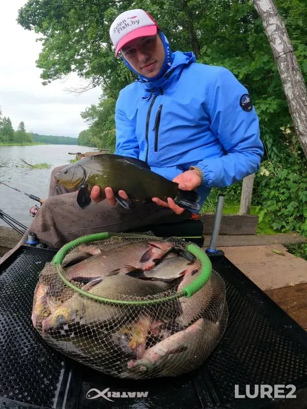 Carp — Belgorodskaya oblast, Jul 31, 2017