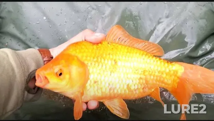 Perch, Zander — Brestskaya oblast, Oct 31, 2024