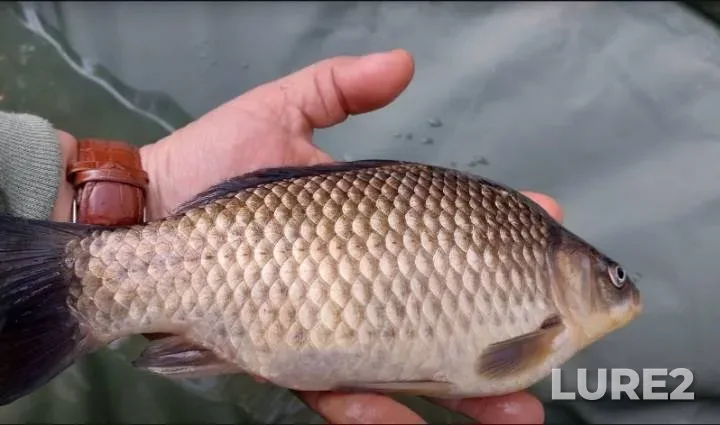 Crucian carp — Sumska oblast, May 06, 2022, 3:04 PM