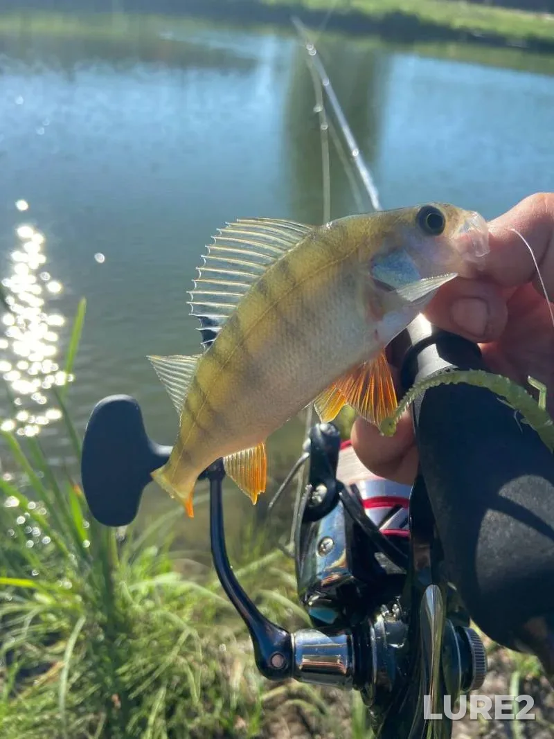 Zander — Pogost, Oct 28, 2024, 8:35 AM