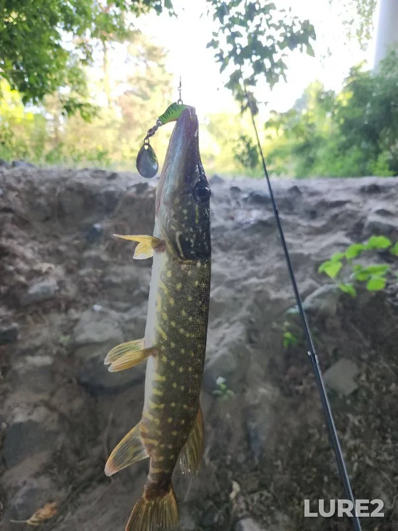 Pike — Glubokoye, Jul 18, 2024, 12:26 PM