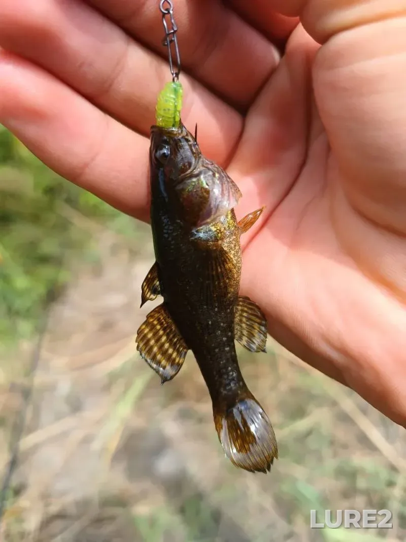Carp — Belgorodskaya oblast, Dec 20, 2022