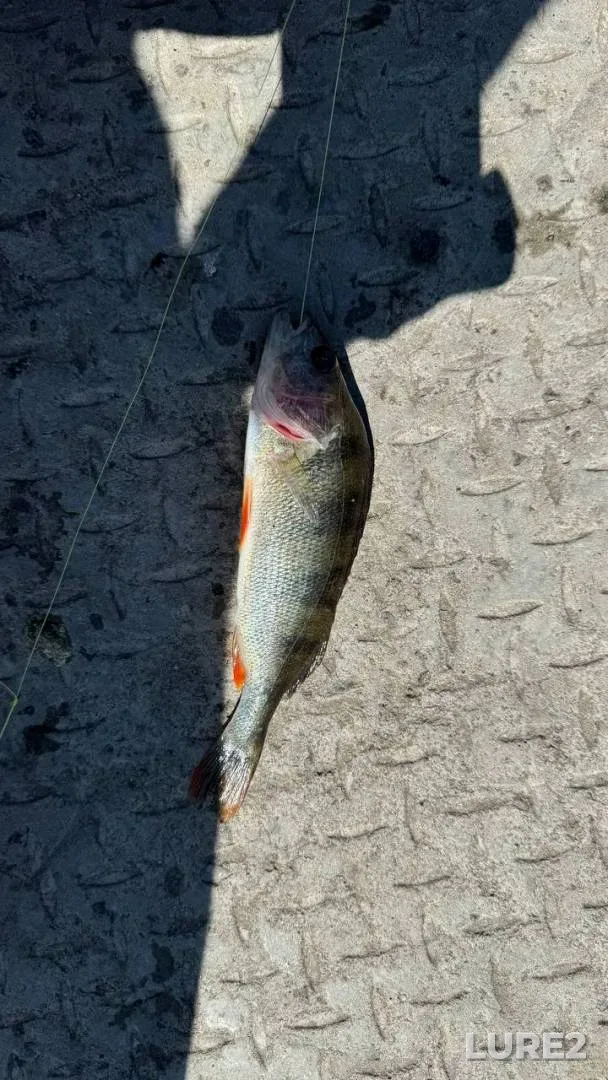 Perch — Tyazhilov, Jul 29, 2024, 1:12 PM