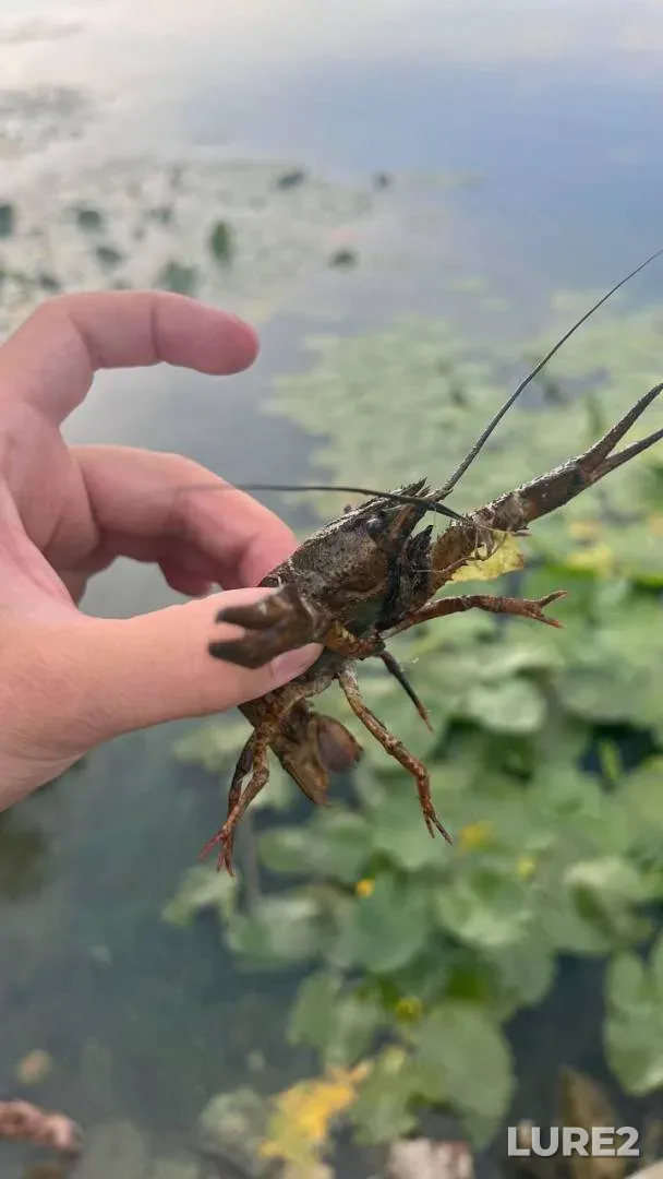 Perch — Yuzhnyy Bug, Jul 28, 2024, 12:16 PM