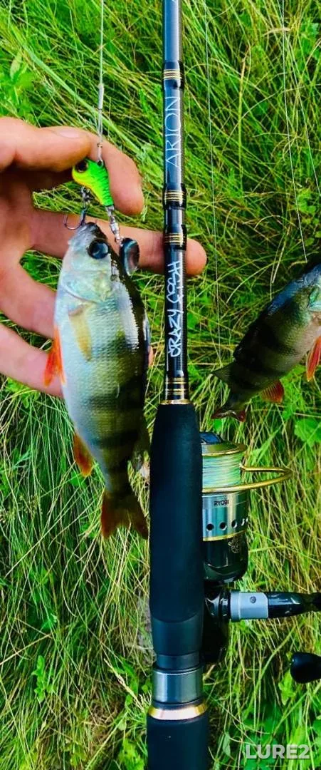 Perch — Seym, Jul 18, 2024, 3:10 PM