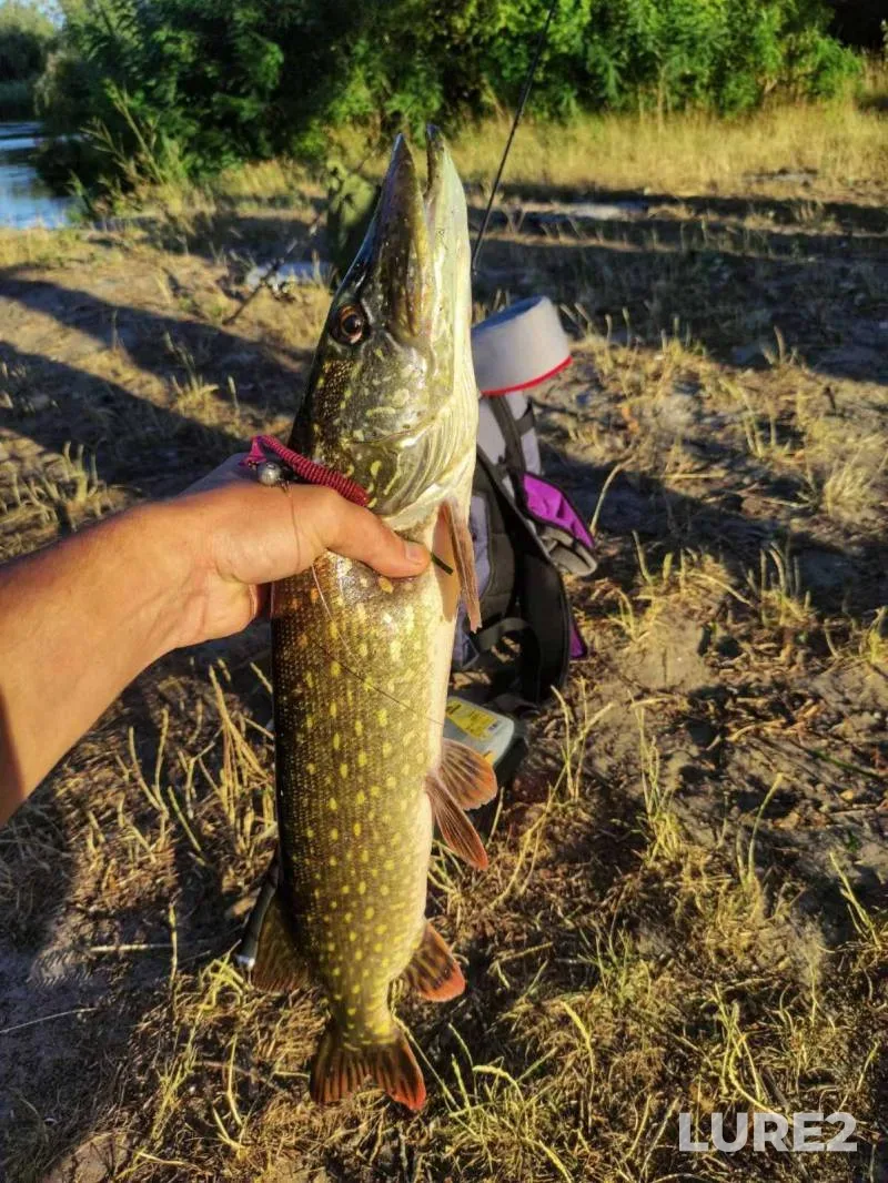 Pike — Vorskla, Jul 30, 2024, 10:16 AM