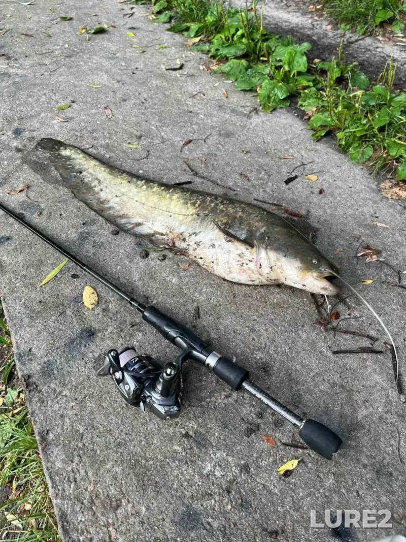 Wels catfish — Babye, Jul 18, 2024, 11:45 AM