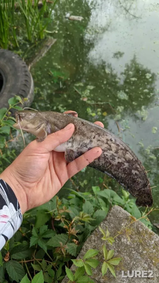 Wels catfish — Yuzhnyy Bug, Jul 21, 2024, 1:46 PM