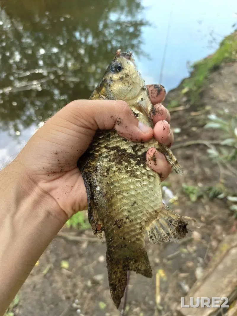Crucian carp — Zhitomirska oblast, Jul 18, 2024, 10:10 AM