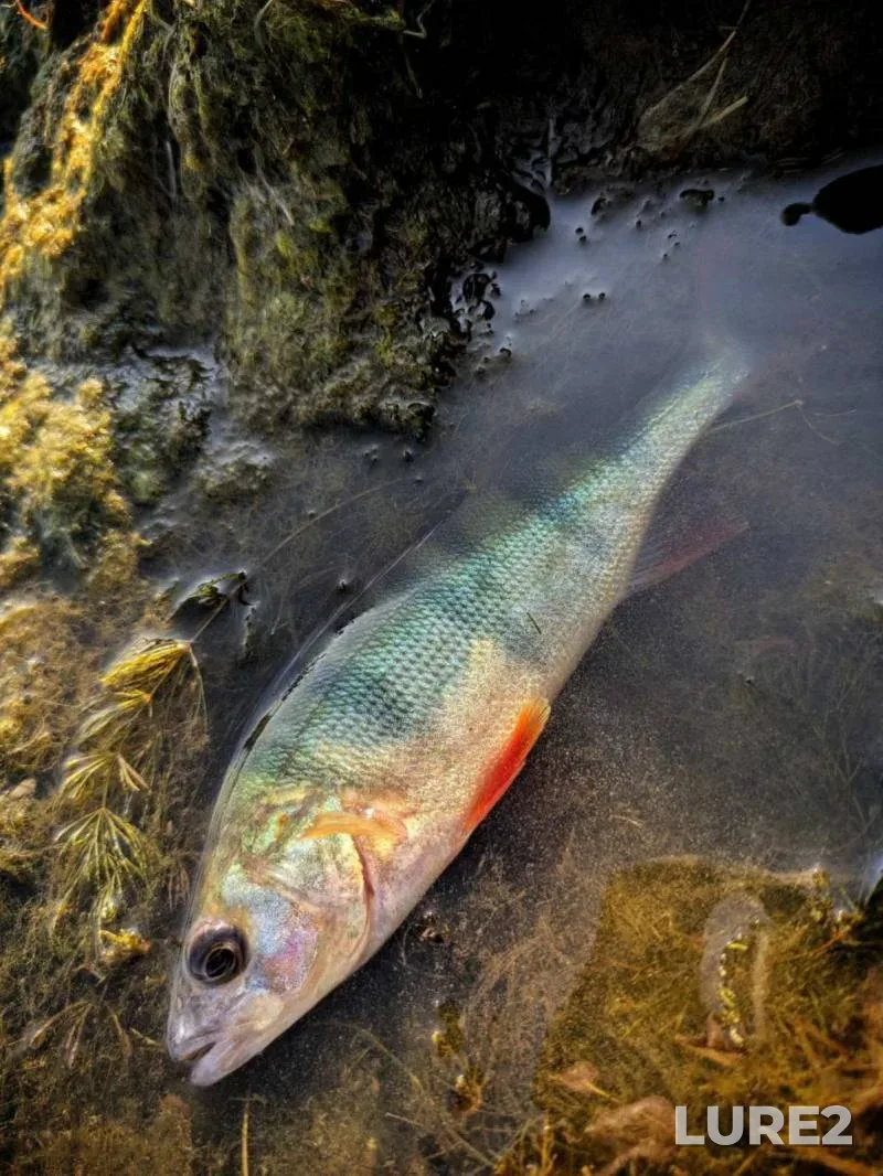 Perch — Severskiy Donets, Jul 17, 2024, 1:38 PM