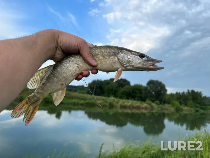 Pike — Yuzhnyy Bug, Jul 26, 2024, 12:46 PM