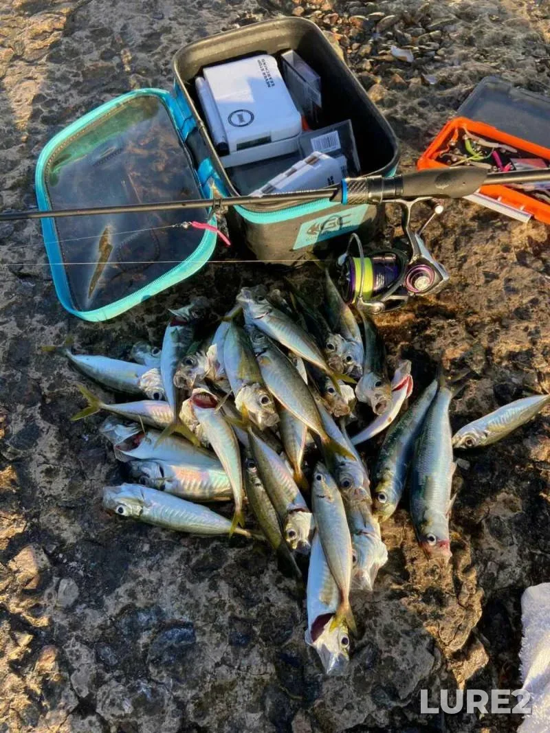 Bream, Perch — Svisloch, Nov 01, 2024