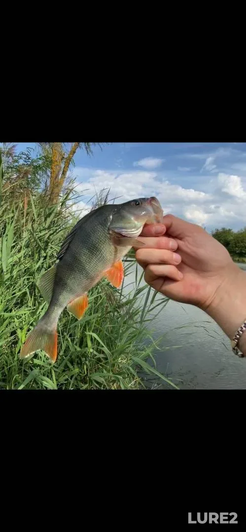 Perch — Yuzhnyy Bug, Aug 06, 2024, 12:05 PM