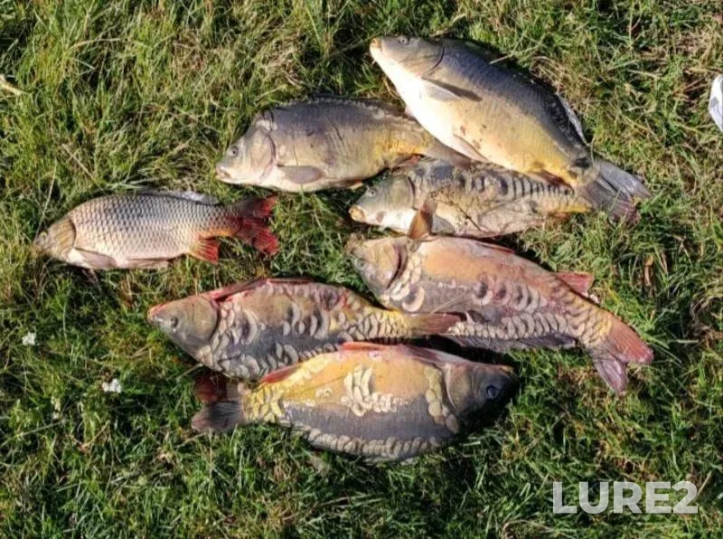 Carp — Titovka, Jul 23, 2024