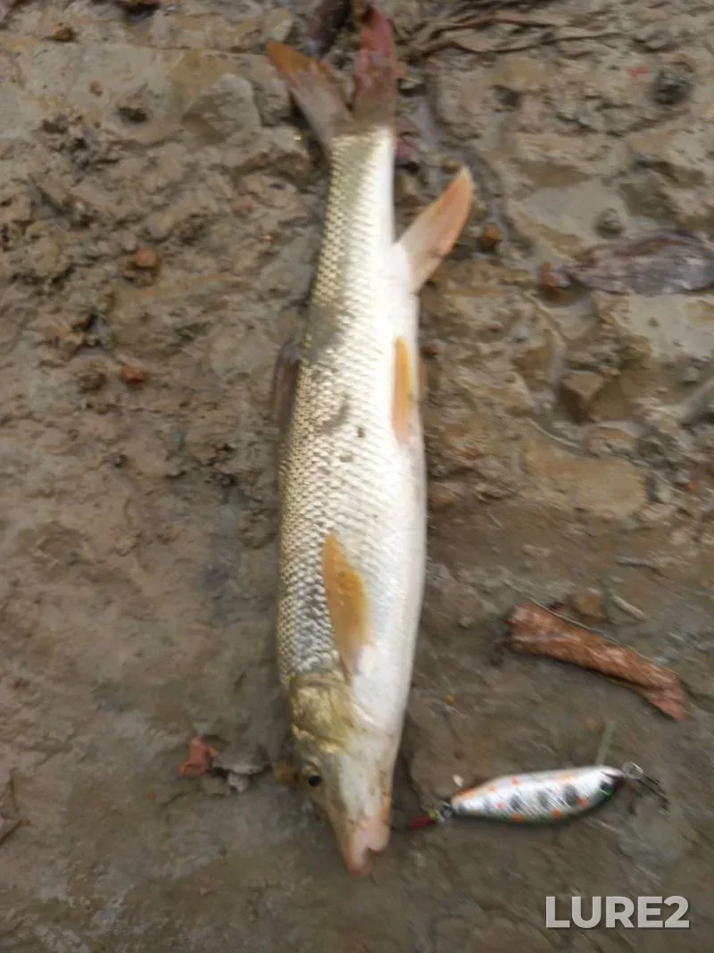 Wels catfish — Belgorodskaya oblast, Apr 29, 2018