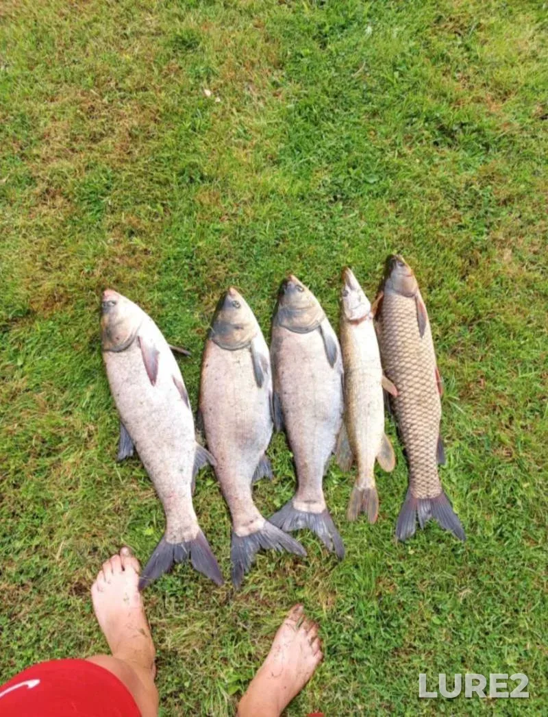 Crucian carp, Perch — Tsar-ozero, Jul 30, 2024