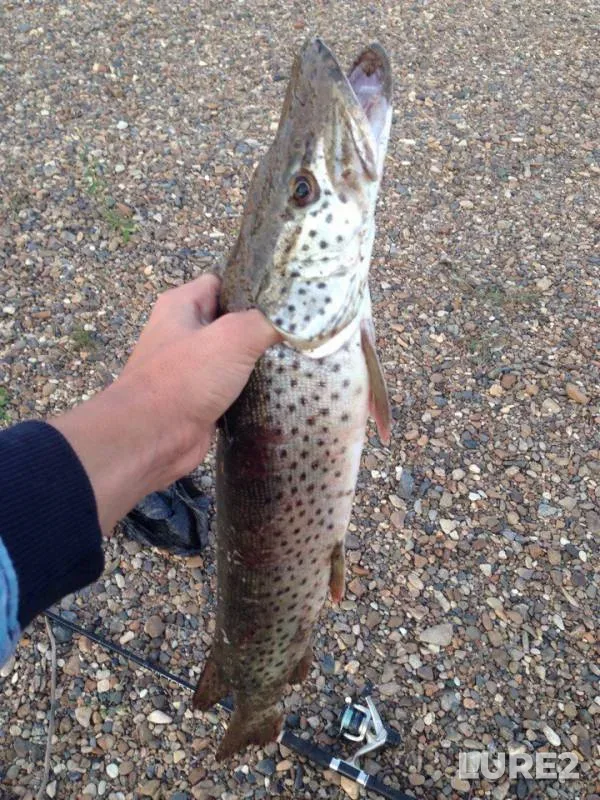 Pike — Ussuri, Sep 05, 2017