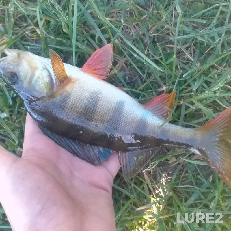 Bream, White bream — Svisloch, Aug 07, 2024