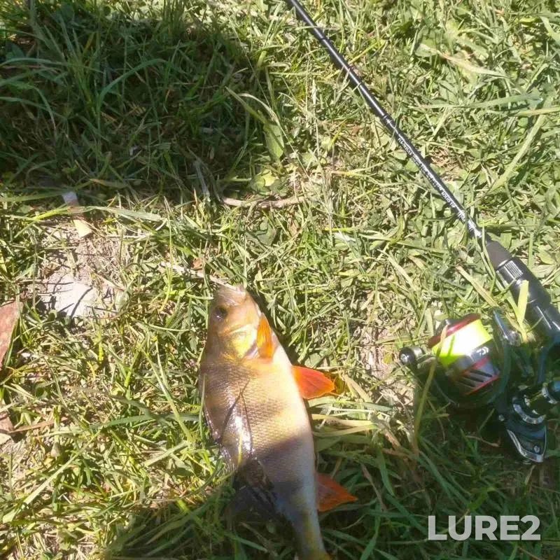 Perch — Sumska oblast, Sep 05, 2024, 2:38 PM