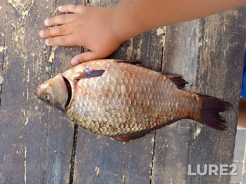 Bream, Chub — Svisloch, Aug 11, 2024