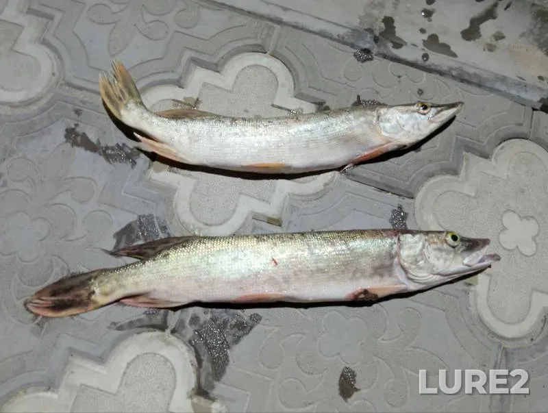 Pike — Sumska oblast, Aug 03, 2025, 5:13 PM