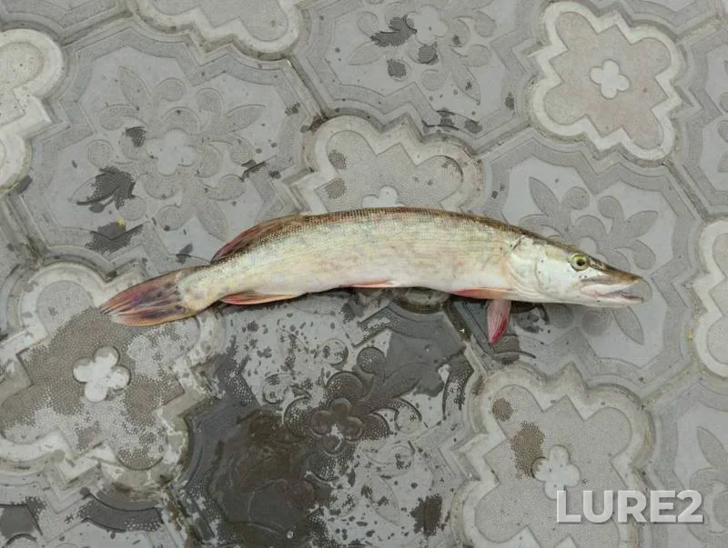 Pike — Sumska oblast, Jan 05, 8:24 AM