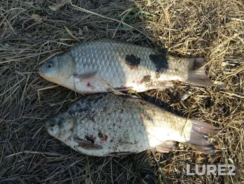Crucian carp — Sumska oblast, Jul 19, 2025, 8:25 AM