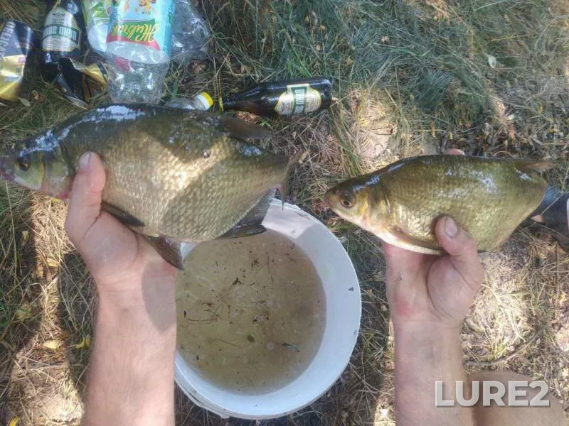Chub, Roach — Svisloch, Aug 23, 2024