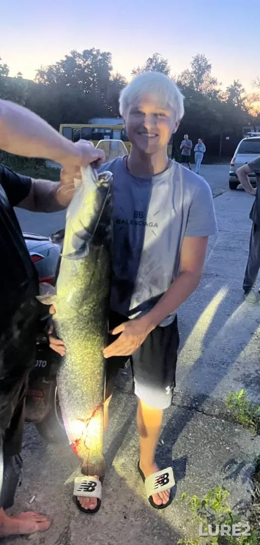 Wels catfish, Zander — Lybed, Jul 27, 2024, 8:43 PM