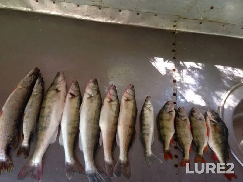 Wels catfish, Crucian carp — Akhtuba, Jul 29, 2016