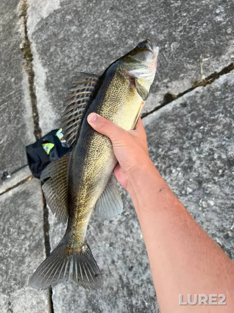 White bream — Svisloch, Sep 09, 2024