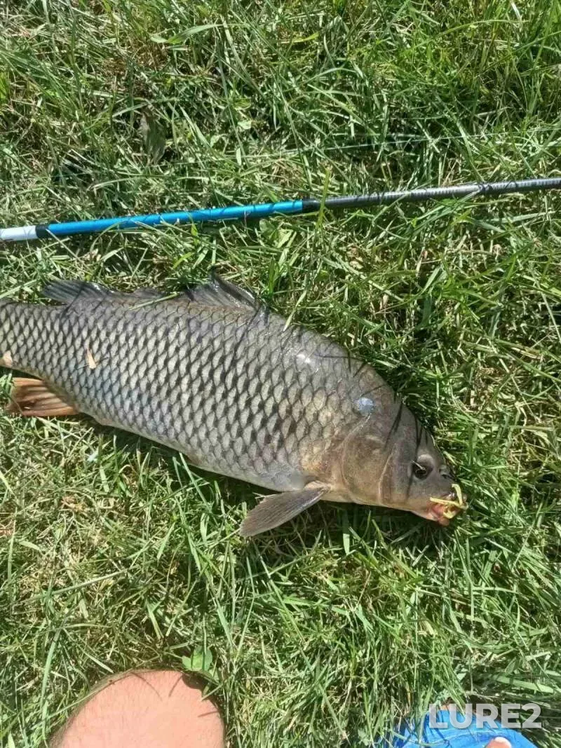 Roach, White bream — Svisloch, Sep 13, 2024