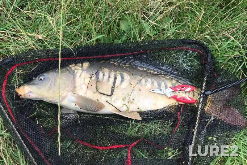 Carp — Zakarpatska oblast, Jul 19, 2024, 4:44 PM