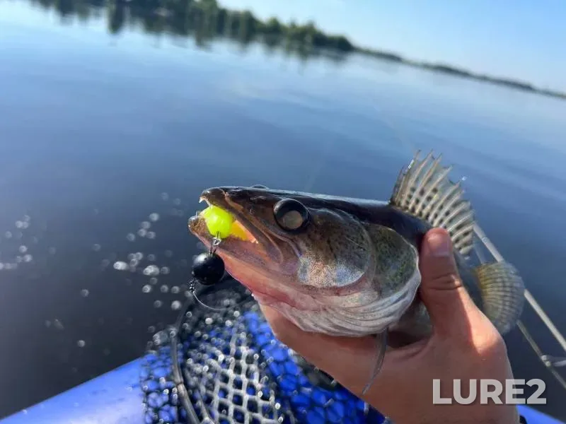 Bream, Roach — Svisloch, Oct 02, 2024