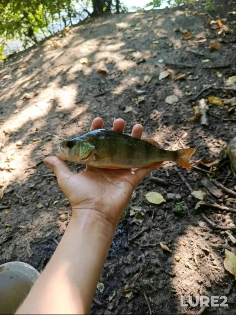 Perch — Psyol, Sep 27, 2025, 2:39 PM