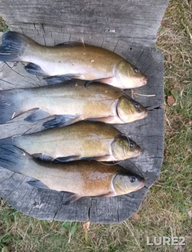 Carp — Belgorodskaya oblast, Jul 29, 2018