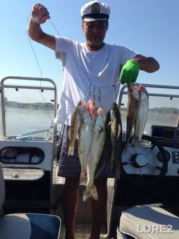 Wels catfish, Pike — Akhtuba, Jul 28, 2016