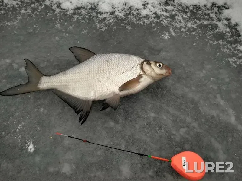 Bream — Nagorovskoye, Jan 19, 10:13 AM