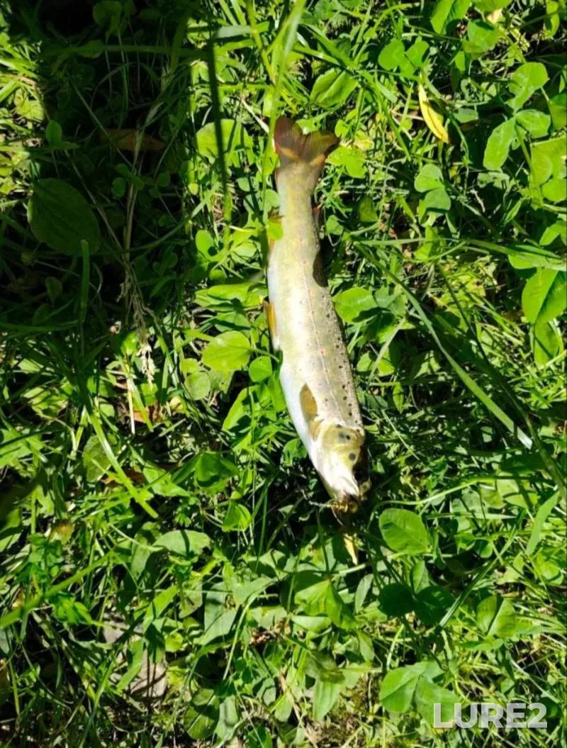 Chub — Svisloch, Oct 31, 2024