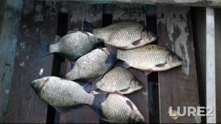 Crucian carp — Turskoye, May 17, 2025, 7:12 AM