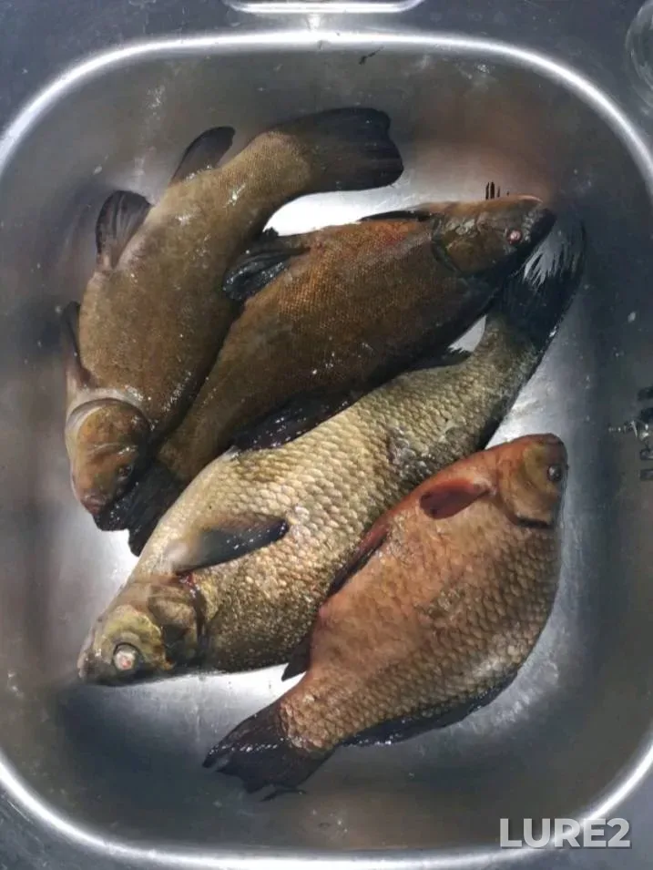 Bream, Crucian carp — Psyol, May 25, 2025, 9:23 AM