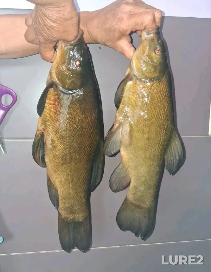 Tench — Psyol, Aug 16, 2024, 6:25 PM