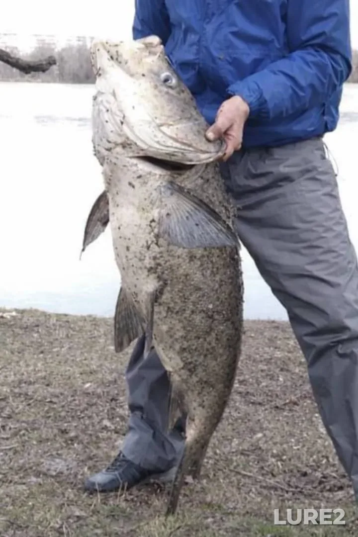 Silver carp — Psyol, Apr 04, 2023, 10:18 AM