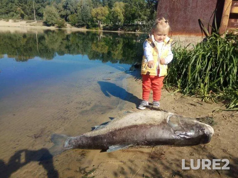 Silver carp — Psyol, Sep 09, 2021, 3:36 PM