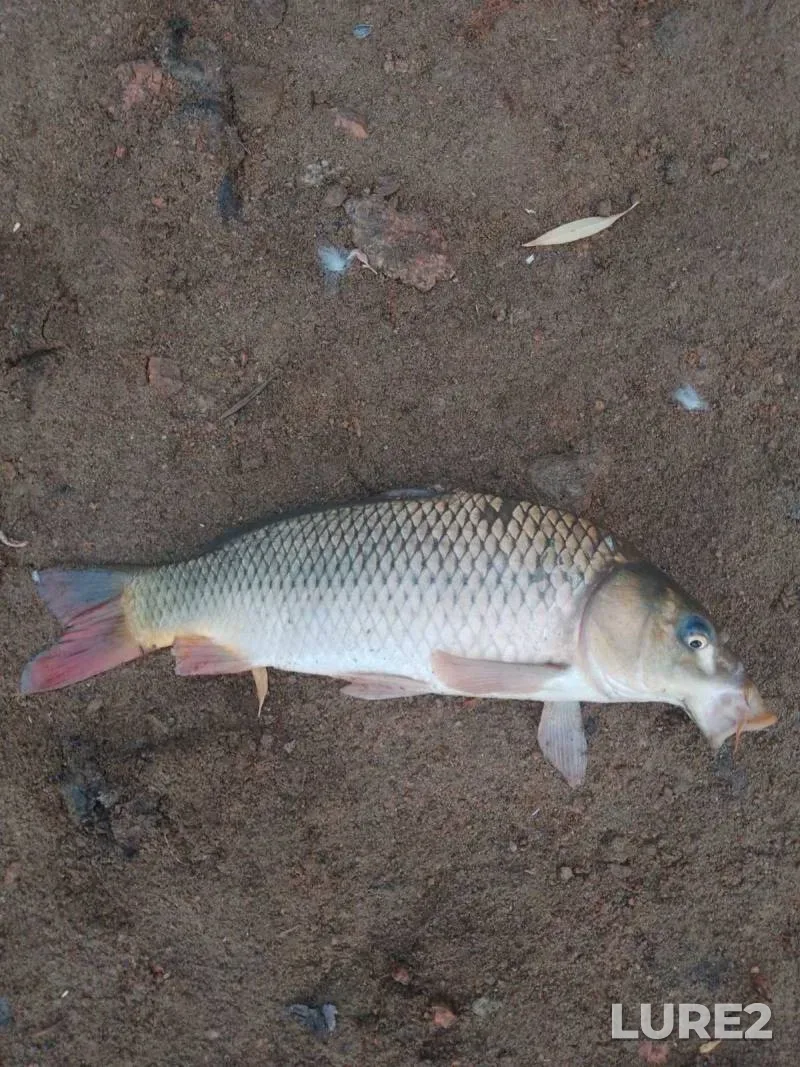 Carp — Kіrovogradska oblast, Novoukraїnskiy rayon, Jul 27, 2024, 3:09 PM