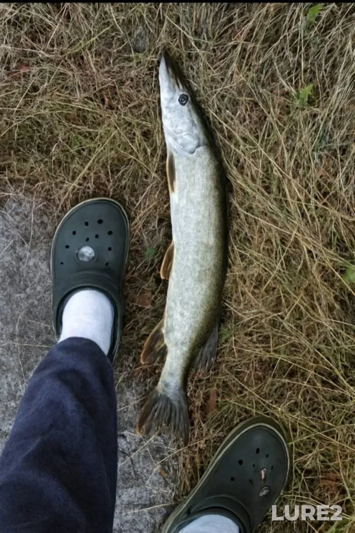 Pike — Khorol, Sep 21, 2024, 5:42 PM
