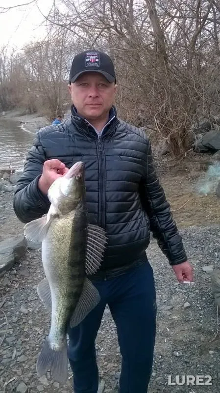 Zander — Novosibirskaya oblast, May 28, 2016