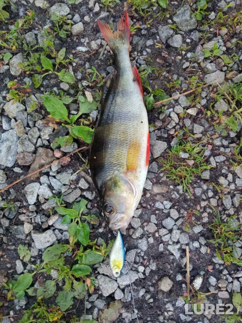 Perch — Sozh, Oct 14, 2024